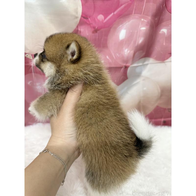 販売中の福岡県のミックス犬-452345の2枚目