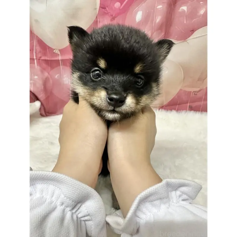 ♀︎ミックス犬