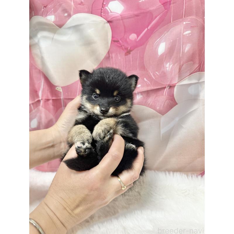 販売中の福岡県のミックス犬-452346の4枚目