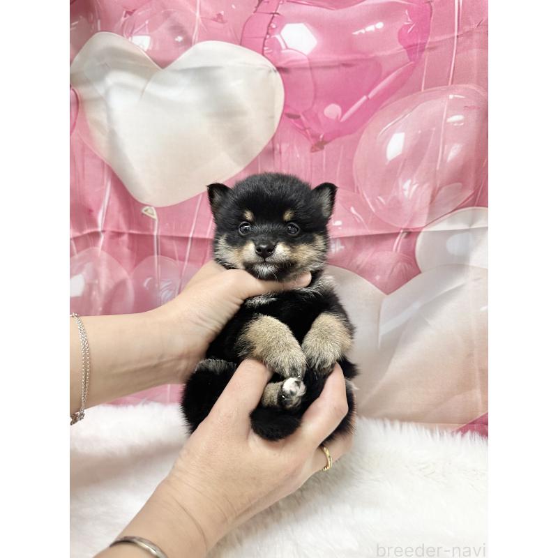 販売中の福岡県のミックス犬-452346の3枚目