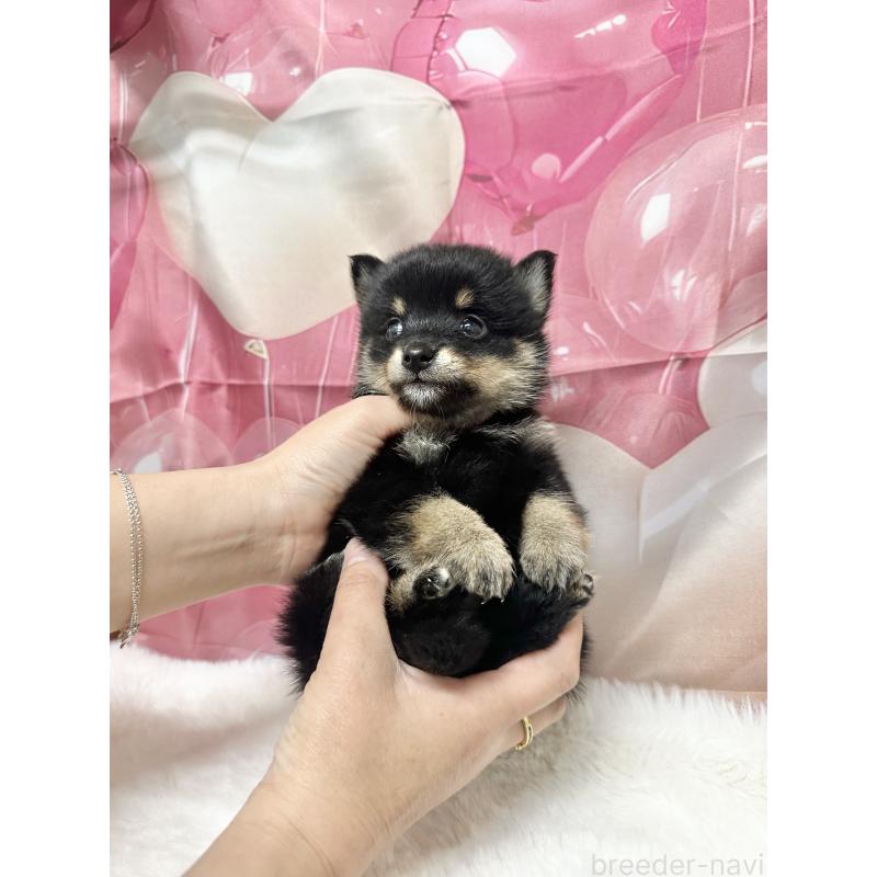 販売中の福岡県のミックス犬-452346の2枚目