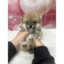 ♀︎ミックス犬