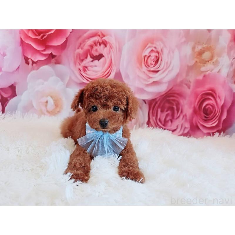 商談中の岐阜県のトイプードル-446529の13枚目