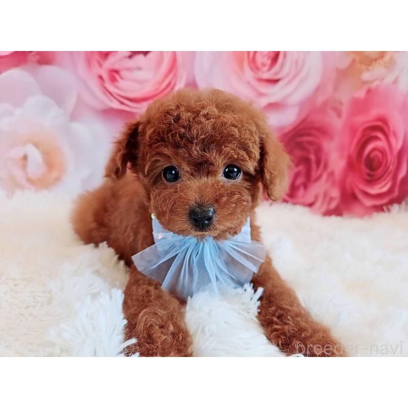 商談中の岐阜県のトイプードル-446529の12枚目