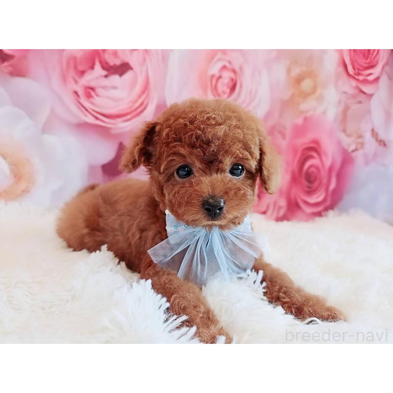 商談中の岐阜県のトイプードル-446529の11枚目