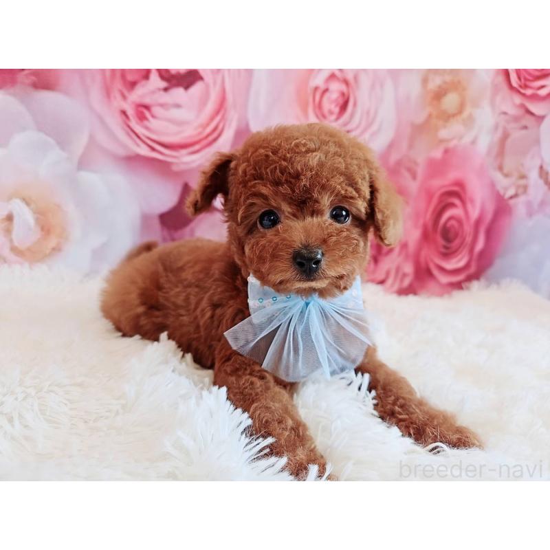 商談中の岐阜県のトイプードル-446529の10枚目