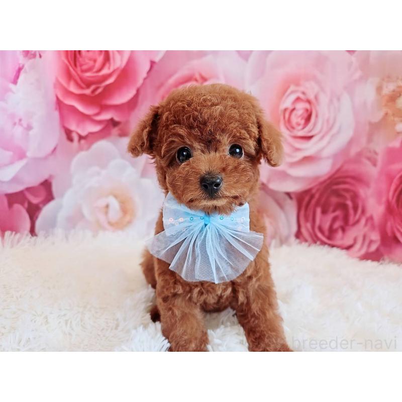 商談中の岐阜県のトイプードル-446529の9枚目