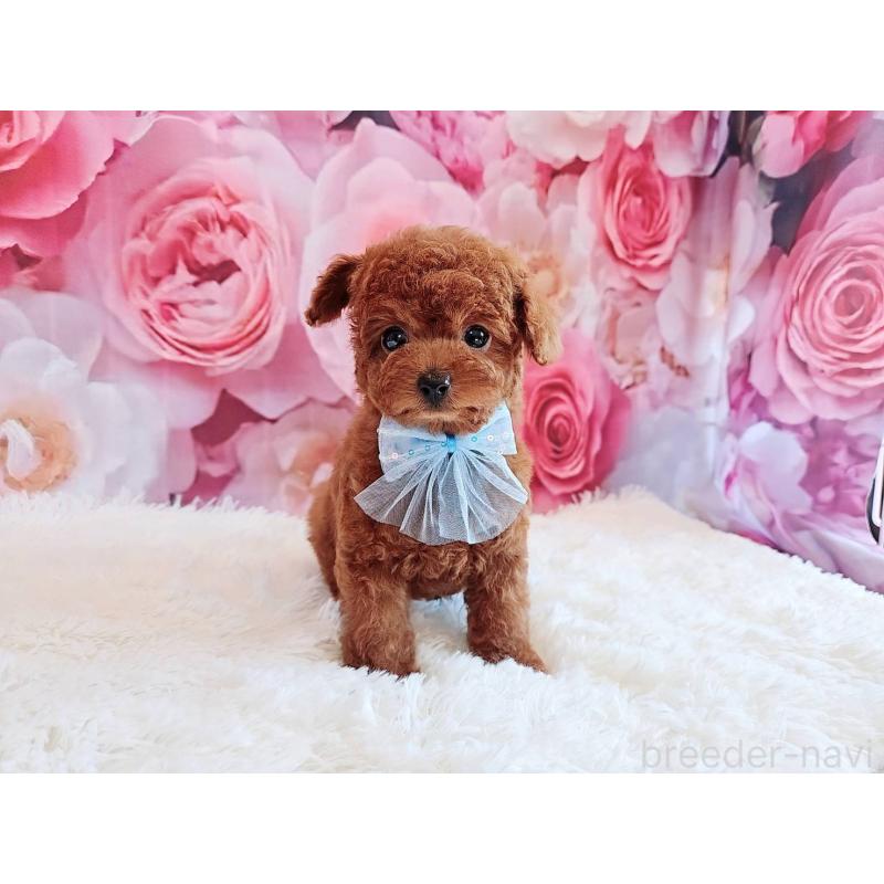 商談中の岐阜県のトイプードル-446529の8枚目