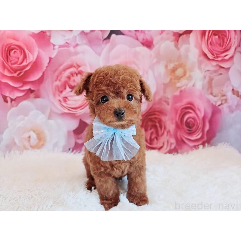 商談中の岐阜県のトイプードル-446529の7枚目