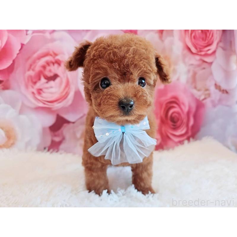 商談中の岐阜県のトイプードル-446529の6枚目