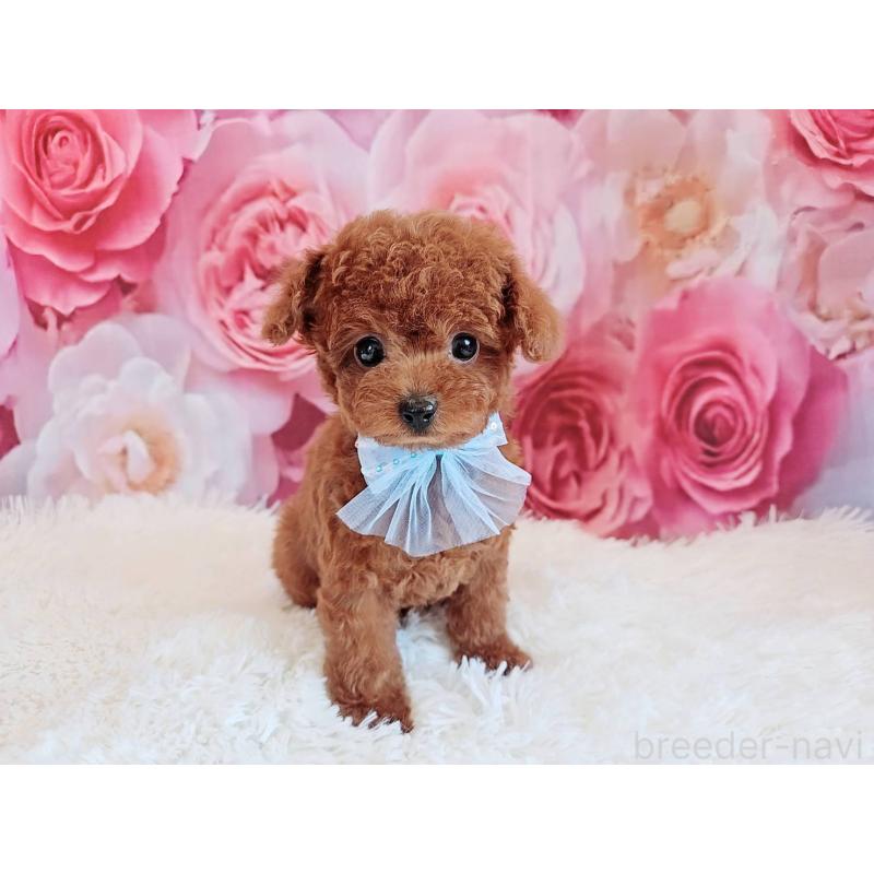 商談中の岐阜県のトイプードル-446529の5枚目