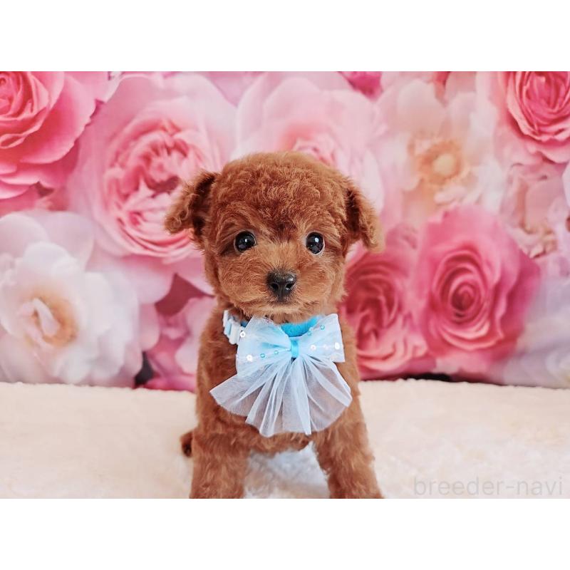 商談中の岐阜県のトイプードル-446529の4枚目