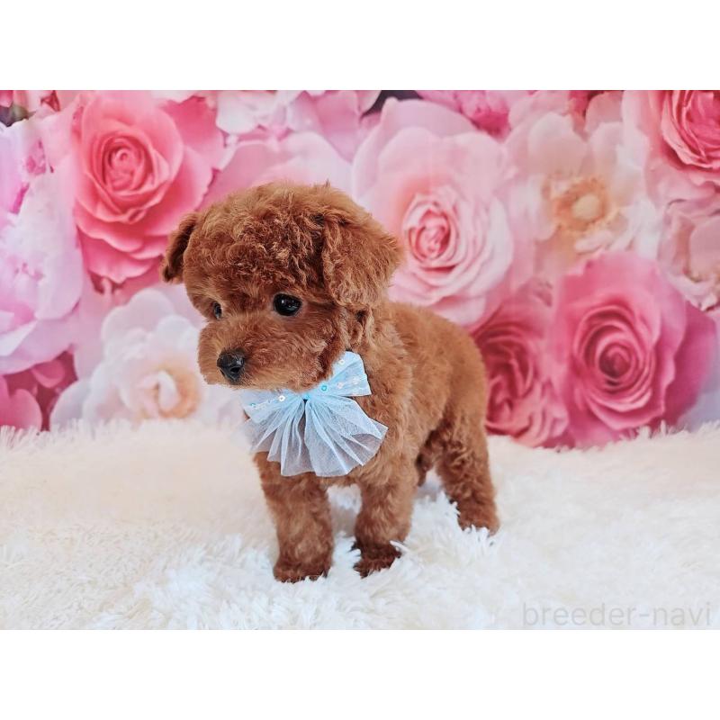 商談中の岐阜県のトイプードル-446529の3枚目