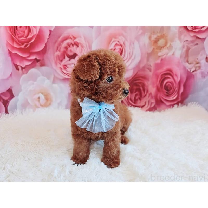 商談中の岐阜県のトイプードル-446529の2枚目