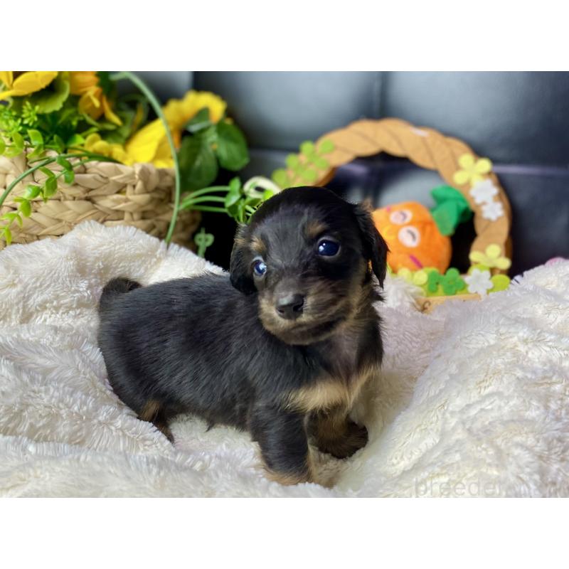 販売中の岐阜県のミニチュアダックスフンド(ロングヘアード)-450275の12枚目