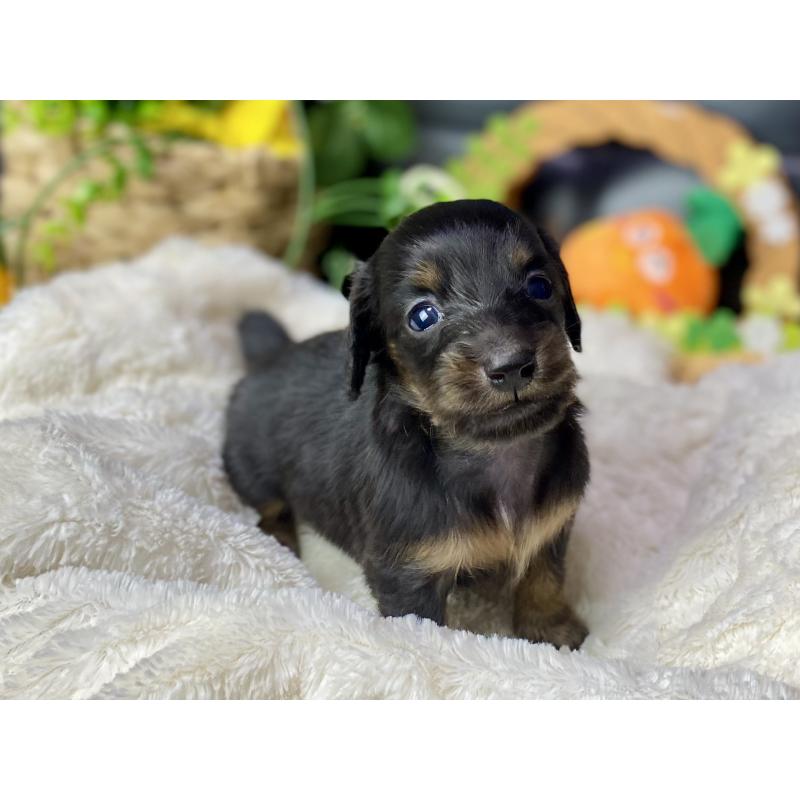 販売中の岐阜県のミニチュアダックスフンド(ロングヘアード)-450275の11枚目