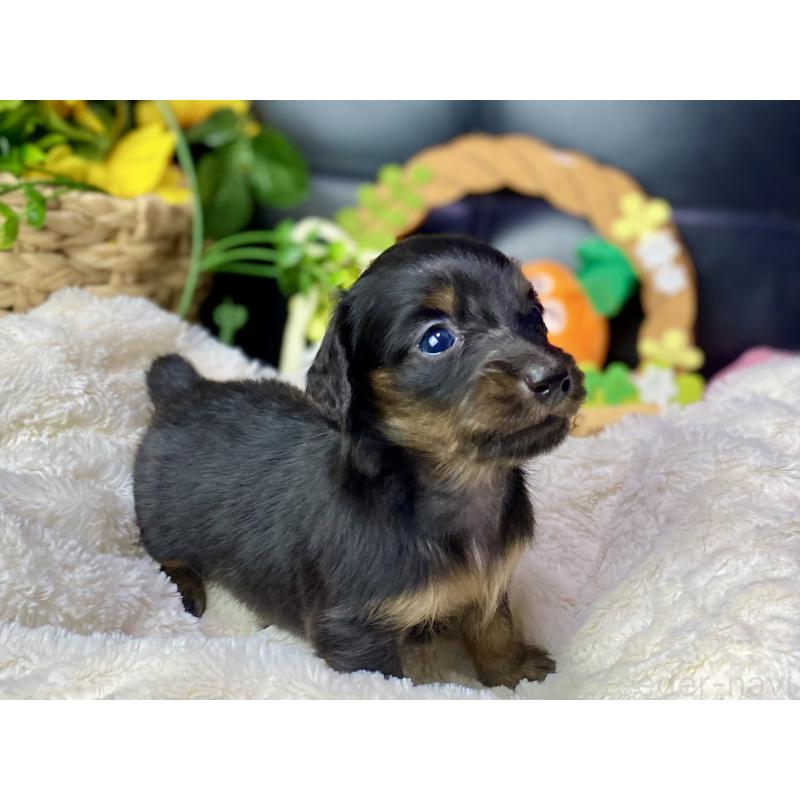 販売中の岐阜県のミニチュアダックスフンド(ロングヘアード)-450275の10枚目