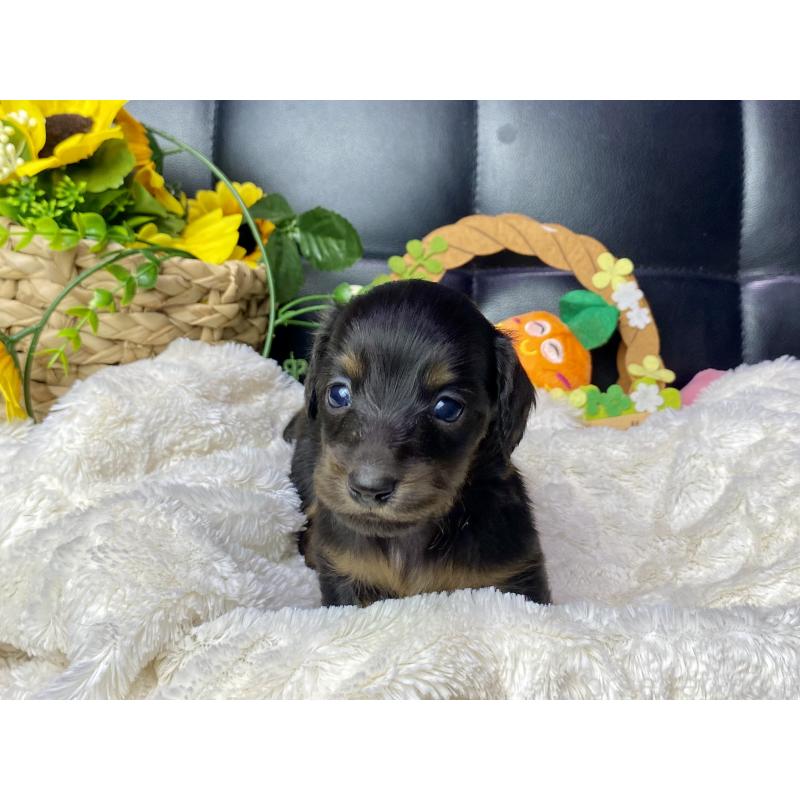 販売中の岐阜県のミニチュアダックスフンド(ロングヘアード)-450275の9枚目