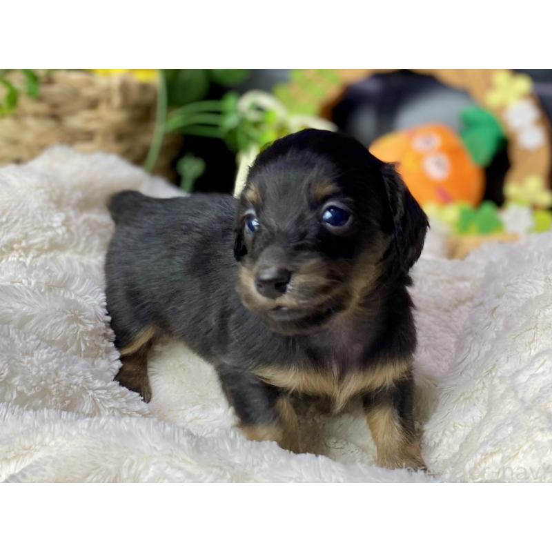 販売中の岐阜県のミニチュアダックスフンド(ロングヘアード)-450275の8枚目