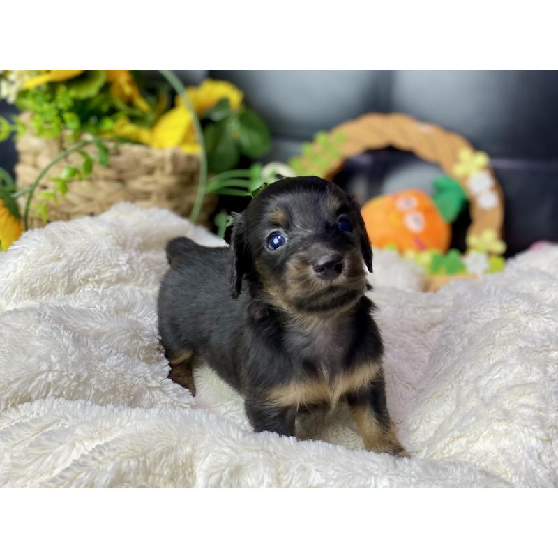 販売中の岐阜県のミニチュアダックスフンド(ロングヘアード)-450275の7枚目