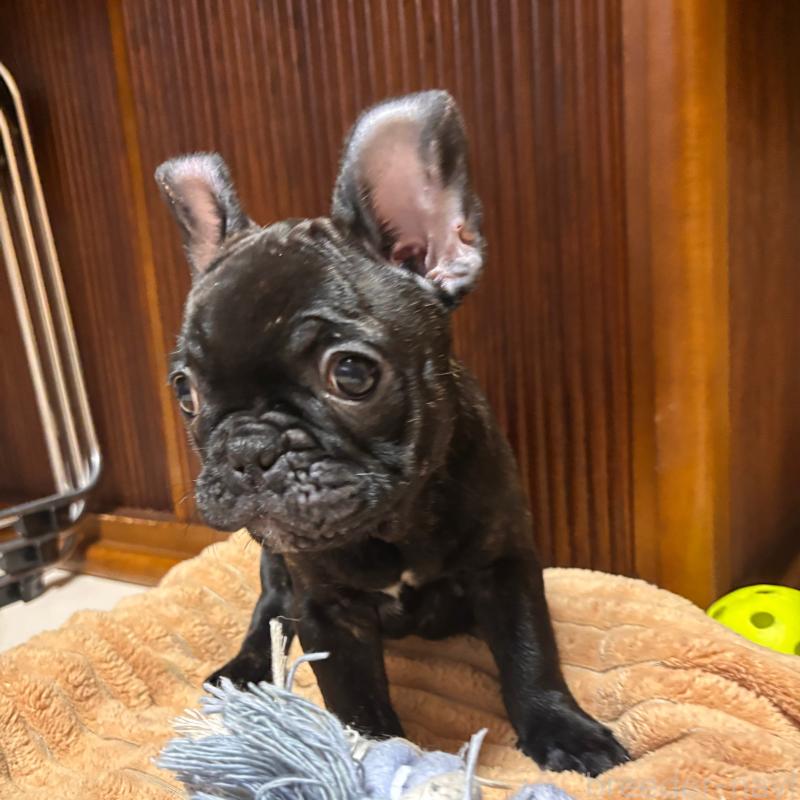 販売中の三重県のフレンチブルドッグ-437160