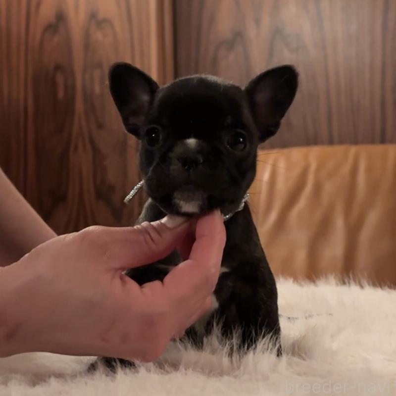 販売中の埼玉県のフレンチブルドッグ-452347の2枚目