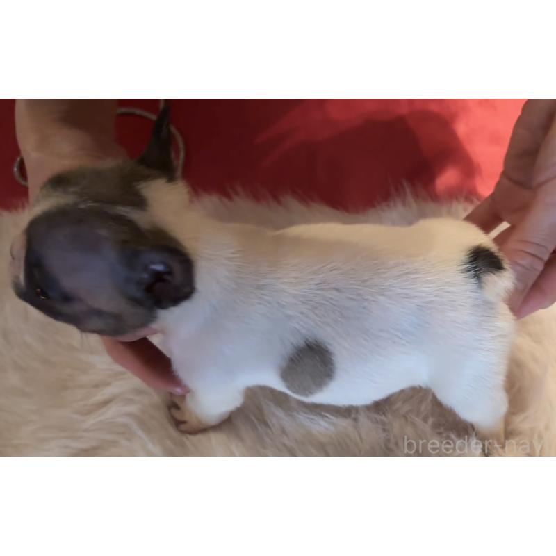 販売中の埼玉県のフレンチブルドッグ-452348の2枚目