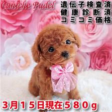 ♀︎タイニープードル