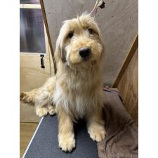 ♀︎ゴールデンドゥードル:ゴールデンレトリーバー×プードル