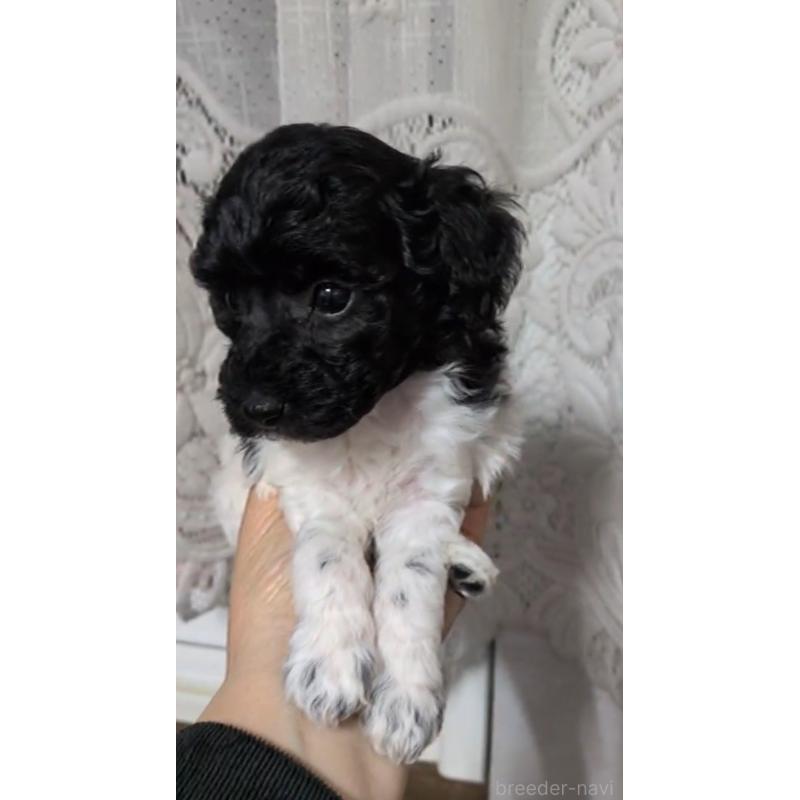 販売中の北海道のトイプードル-444437の11枚目