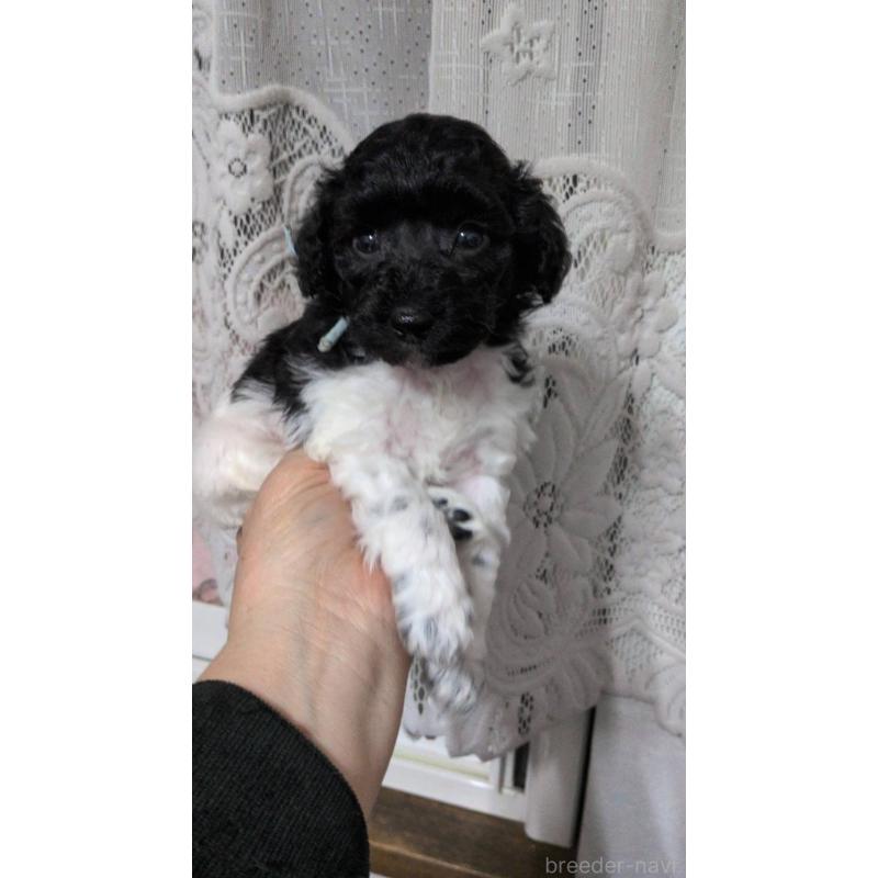 販売中の北海道のトイプードル-444437の8枚目