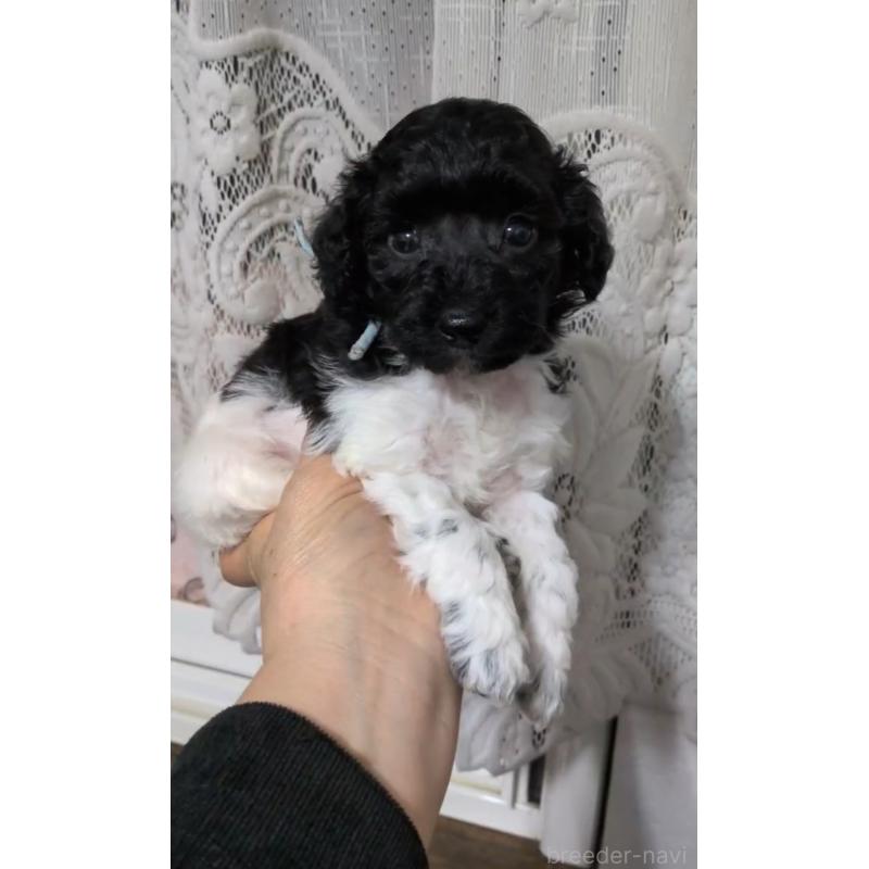 販売中の北海道のトイプードル-444437の7枚目