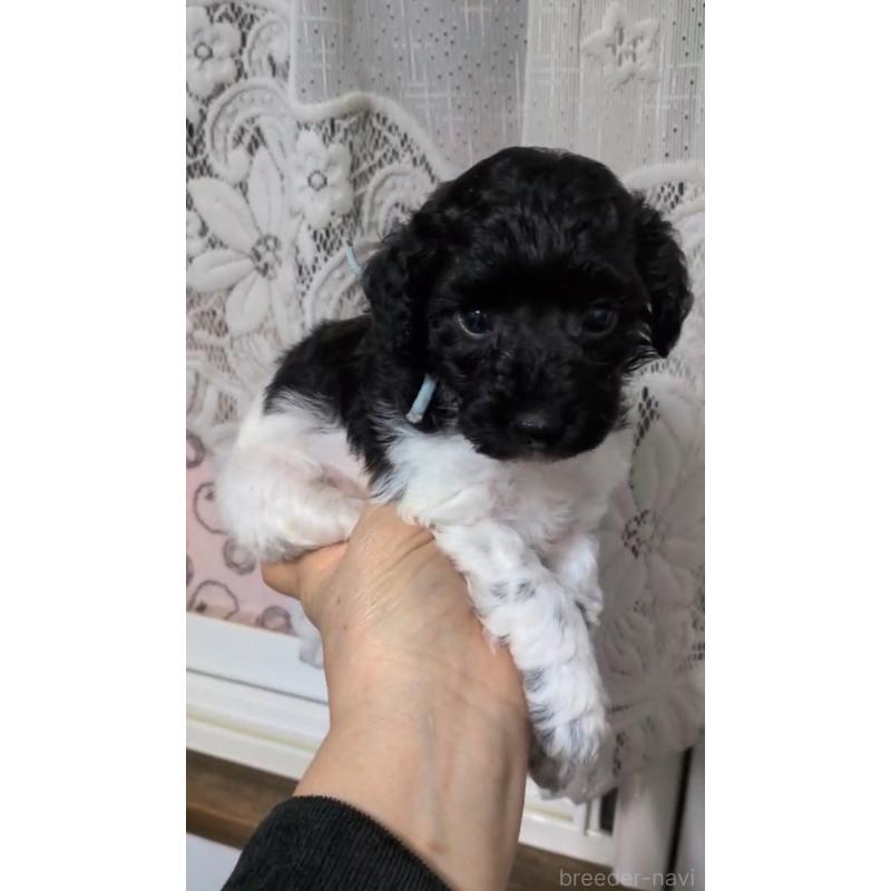 販売中の北海道のトイプードル-444437の6枚目