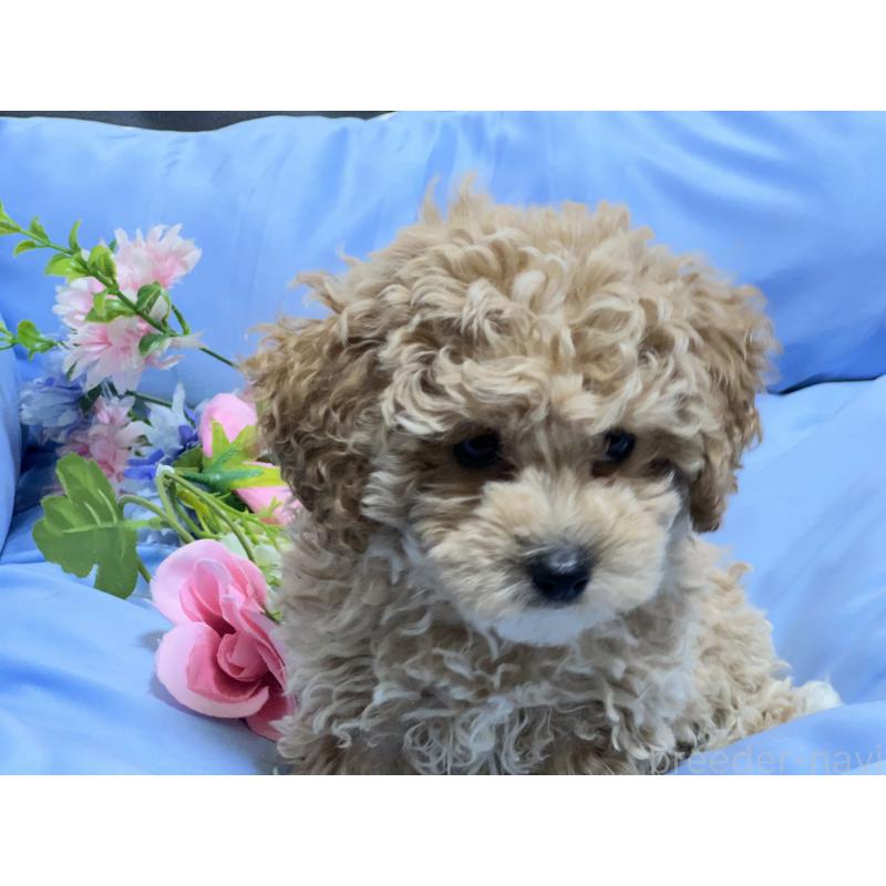 販売中の栃木県のトイプードル-448501