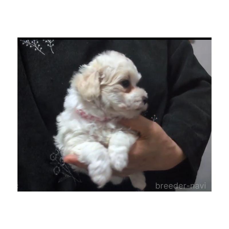 商談中の北海道のトイプードル-444440の8枚目