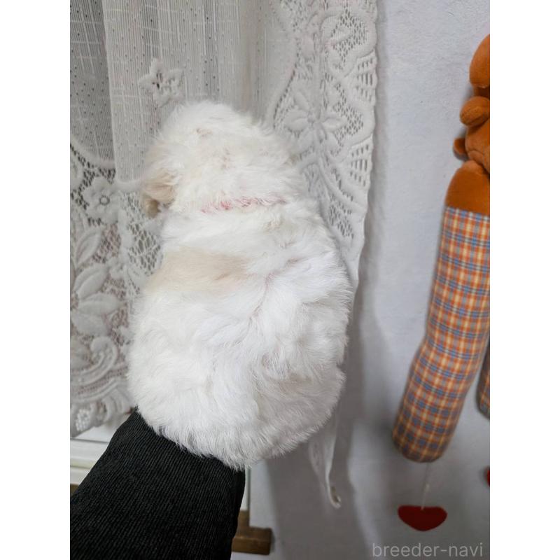 商談中の北海道のトイプードル-444440の6枚目