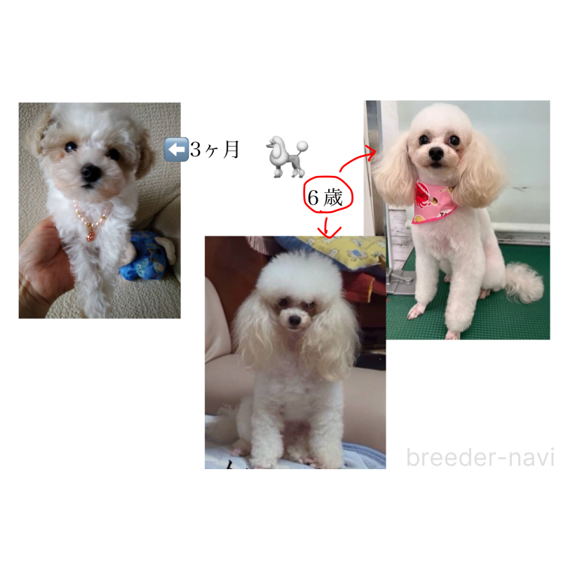 商談中の北海道のトイプードル-444440の5枚目