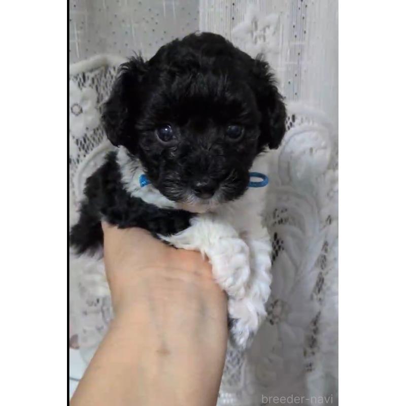 販売中の北海道のタイニープードル-444435