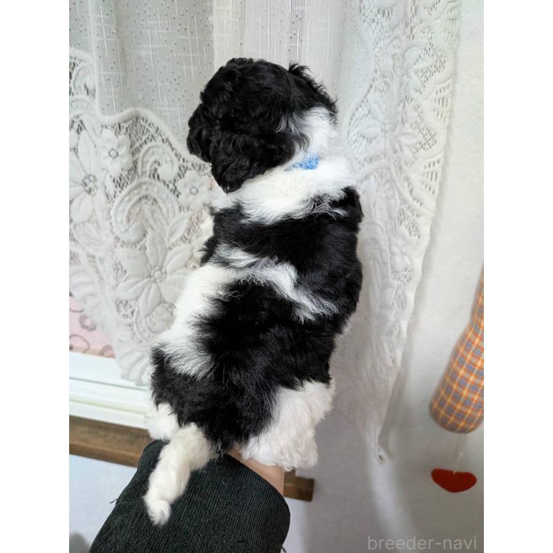 販売中の北海道のタイニープードル-444435の8枚目