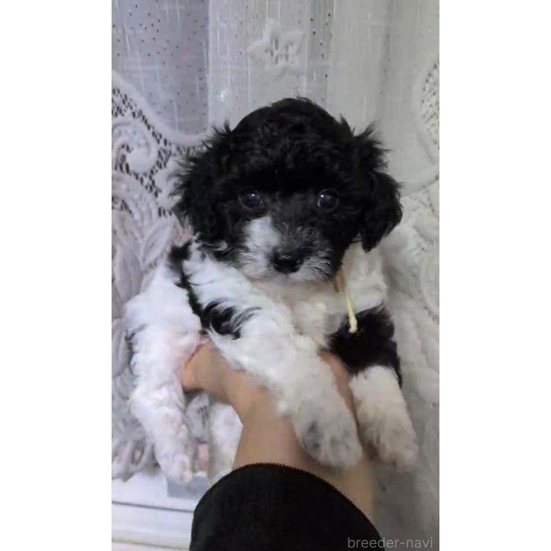 販売中の北海道のタイニープードル-444438の10枚目