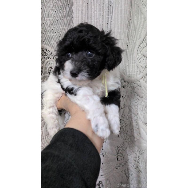 販売中の北海道のタイニープードル-444438の9枚目