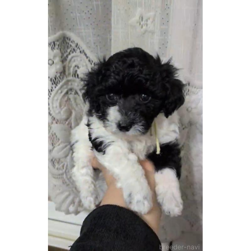 販売中の北海道のタイニープードル-444438の8枚目