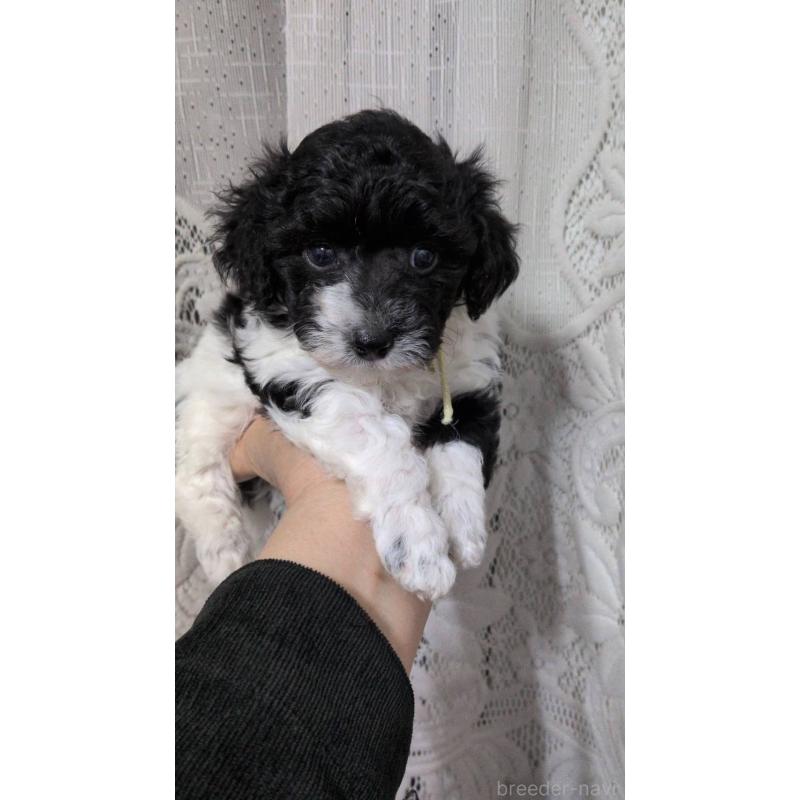 販売中の北海道のタイニープードル-444438の7枚目