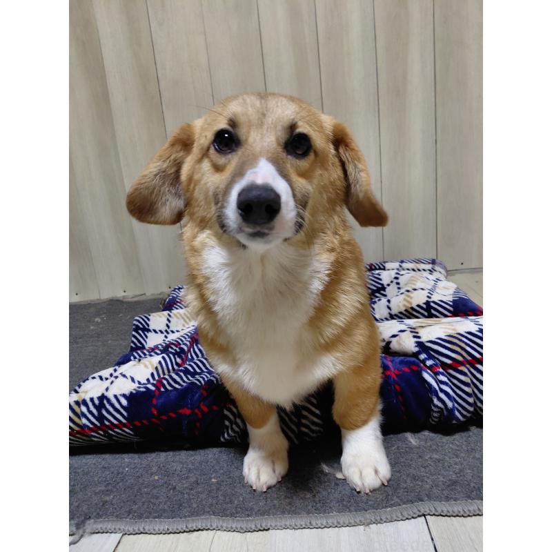 販売中の神奈川県のミックス犬-397708の5枚目