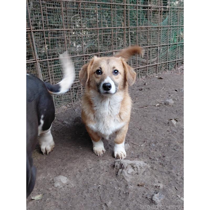 販売中の神奈川県のミックス犬-397708の4枚目