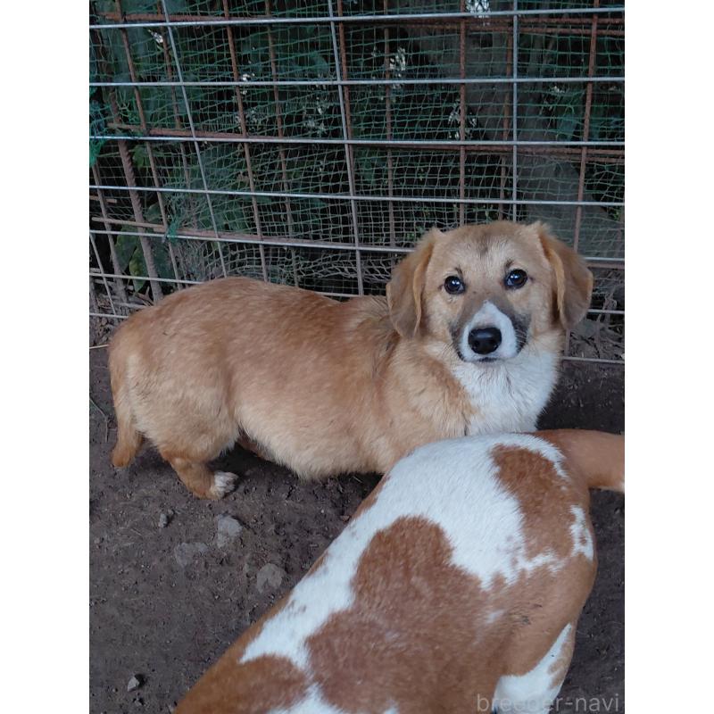 販売中の神奈川県のミックス犬-397708の3枚目