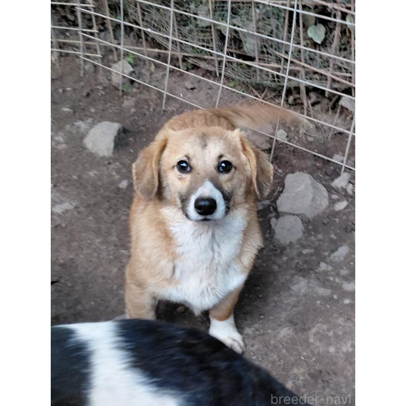 販売中の神奈川県のミックス犬-397708の2枚目