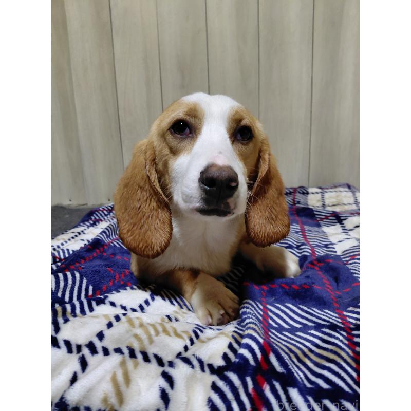 販売中の神奈川県のミックス犬-393449の12枚目