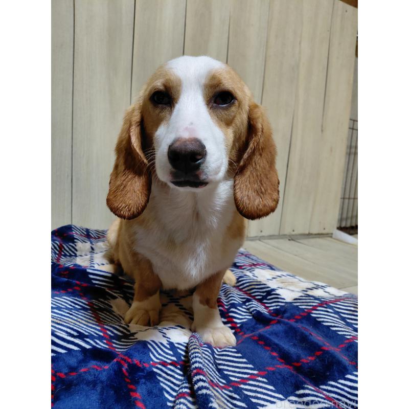 販売中の神奈川県のミックス犬-393449の10枚目