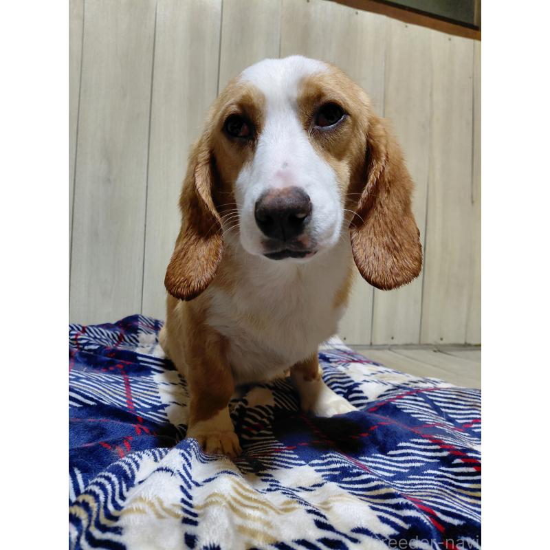 販売中の神奈川県のミックス犬-393449の9枚目